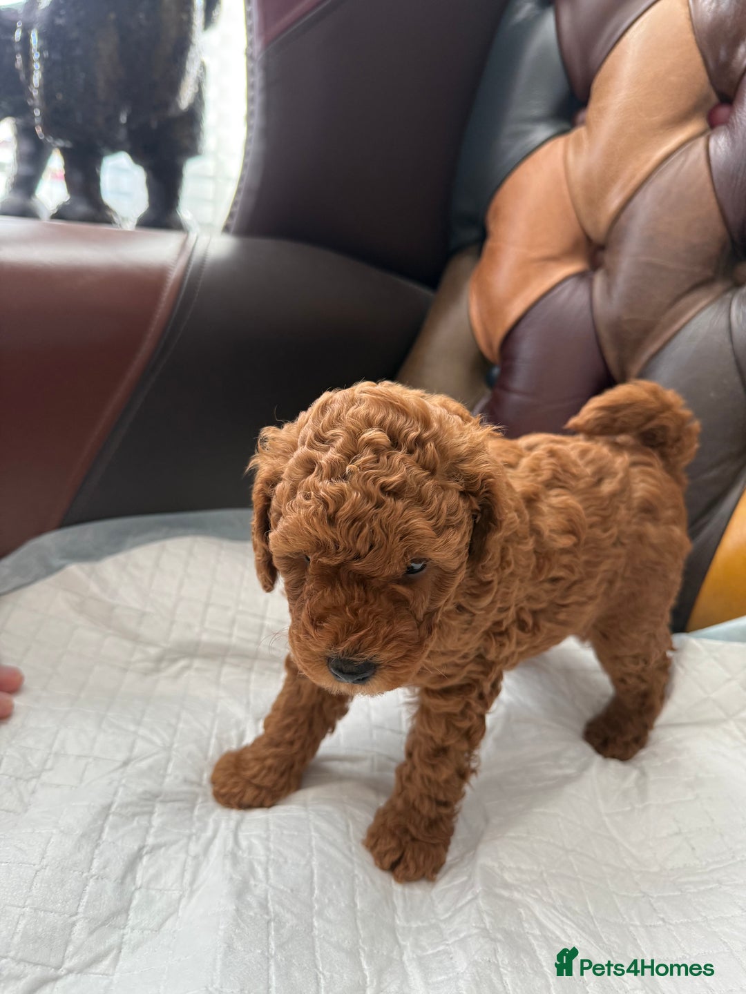 Toy Poodle dogs for sale: Four Beautiful Little Boys “Real Charmer’s “ - Image 5