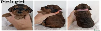 Cockapoo 6
