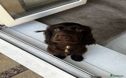 Cockalier dogs for sale: Ruben &rio  - Advert 3