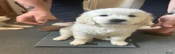 Golden Retriever dogs for sale: Stunning Cream Golden Retriever Puppies  - Advert 19