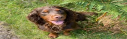 Cocker Spaniel dogs for stud: Sweet natured & handsome cocker stud dog in Bristol - Advert 1