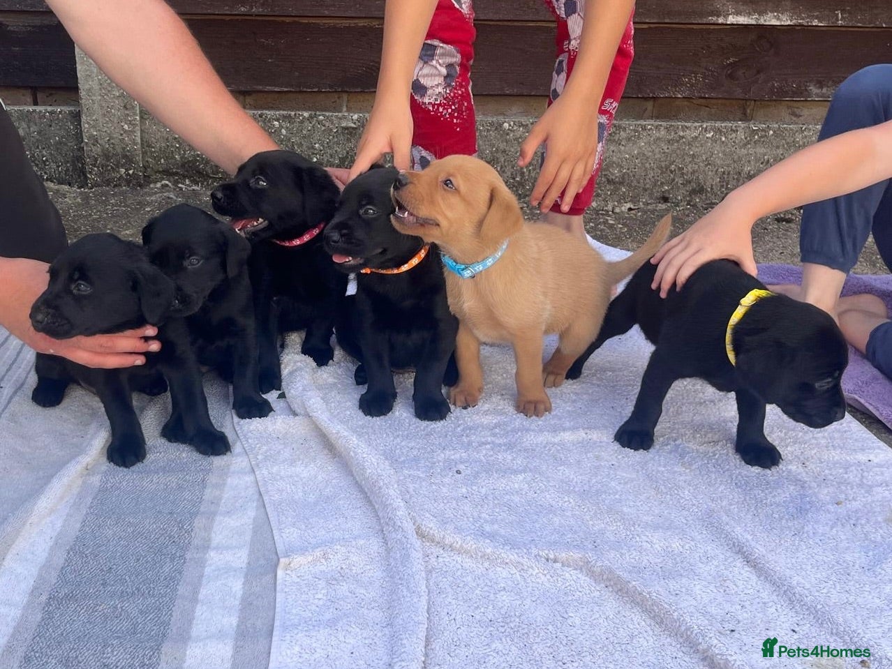 Labrador Retriever dogs KC Reg. Working Labrador Puppies ready to go - Advert 1