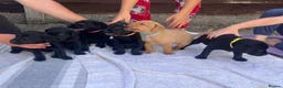 Labrador Retriever dogs for sale: KC Reg. Working Labrador Puppies READY TO GO! - Advert 5