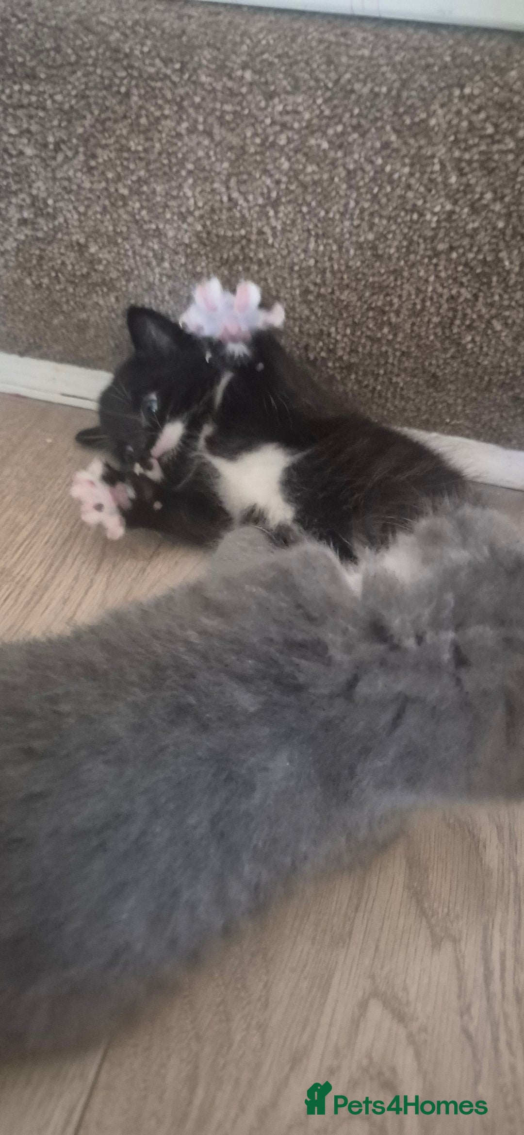 British Shorthair cats for sale: British shorthair cross please read description - Image 4