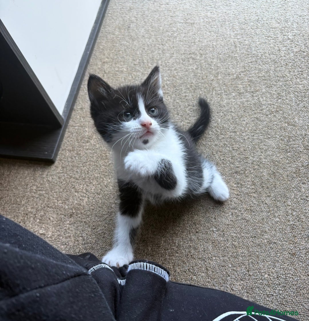 Mixed Breed cats for sale: Beautiful black/white/grey kittens for sale - Advert 3