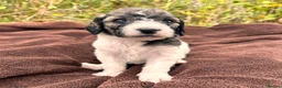 Mini Goldendoodle dogs for sale: F1B Medium Goldendoodles in Bury Saint Edmunds - Advert 9