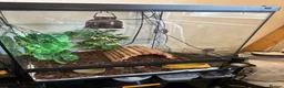 Gecko reptiles for sale: Crested  gecko in Shildon - Advert 5