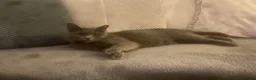 Mixed Breed cats for sale: Beautiful kittens ready for forever homes.  - Advert 8