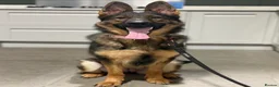 German Shepherd dogs for sale: Super pedigree part trained female  - Advert 3