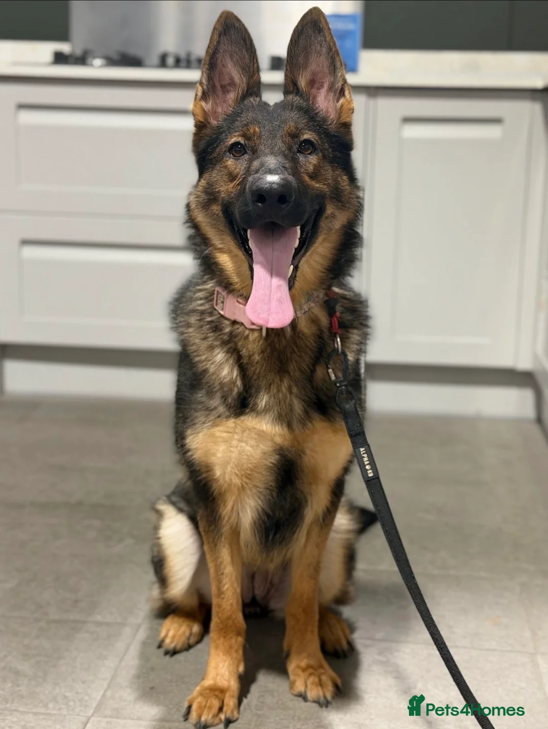 German Shepherd dogs for sale: Super pedigree part trained female  - Advert 3