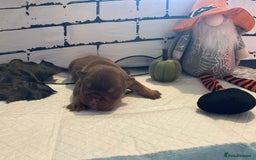 English Bulldog dogs for sale: Litter of 8  - Image 38