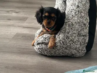 Cavalier King Charles Spaniel dogs Reduced to 1800 beautiful kc Black and Tan girl - Advert 5