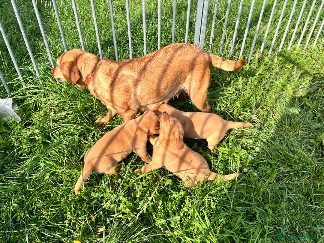 Labrador Retriever dogs for sale: 💛💛 Excellent Labrador Pups 💛💛 - Image 7