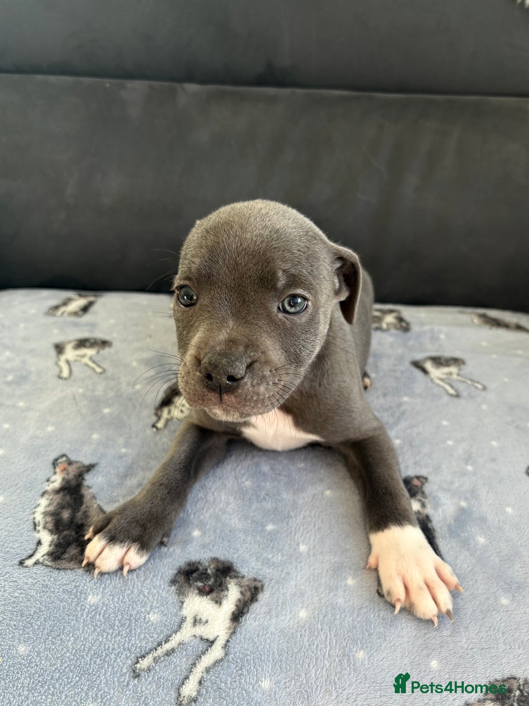 Staffordshire Bull Terrier dogs for sale: KC Registered Staffordshire Bull Terrier Puppies - Image 10