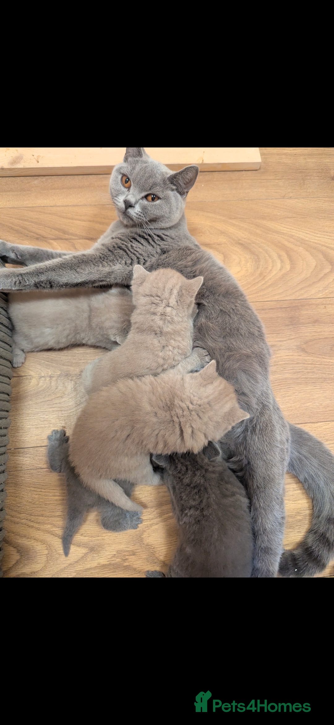 British Shorthair cats for sale: 5 Beautiful GCCF British Shorthair kittens!  - Image 11