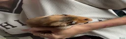 Hamster rodents for sale: Female Syrian Hamster  - Advert 2
