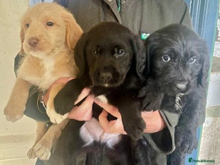 Australian Labradoodle dogs - Advert 3