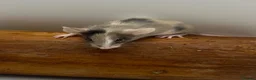 Mouse rodents for sale: Female fancy mice - ready for new homes - Advert 19
