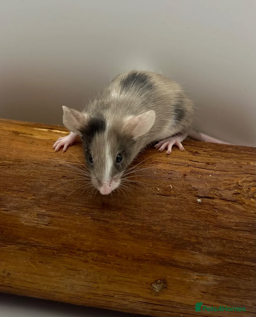 Mouse rodents for sale: Female fancy mice - ready for new homes - Advert 19