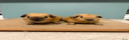 Guinea Pig rodents for sale: Buff Black Point Californian Male Pair - Advert 3
