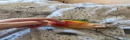 Conures birds for sale: Green Cheek Conure - Advert 4
