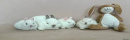 Netherland Dwarf rabbits for sale: Netherland Dwarf White Babies - Advert 4