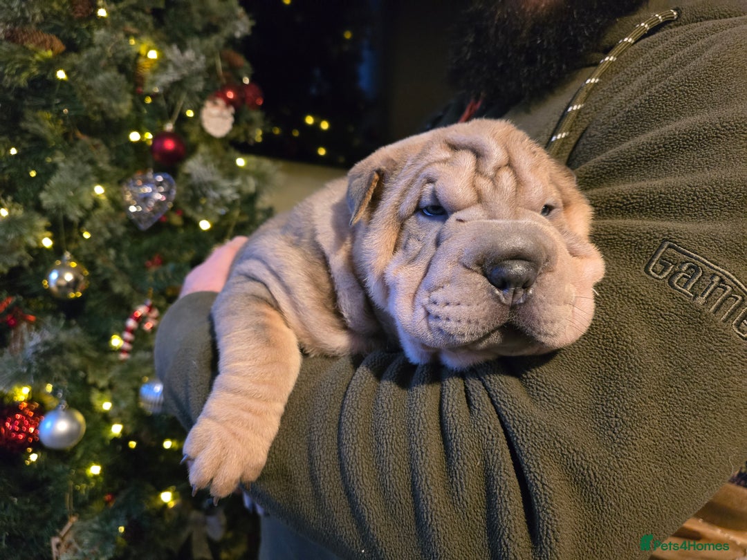 Shar Pei dogs for sale: Beautiful litter of Shar Pei puppies!  - Advert 14
