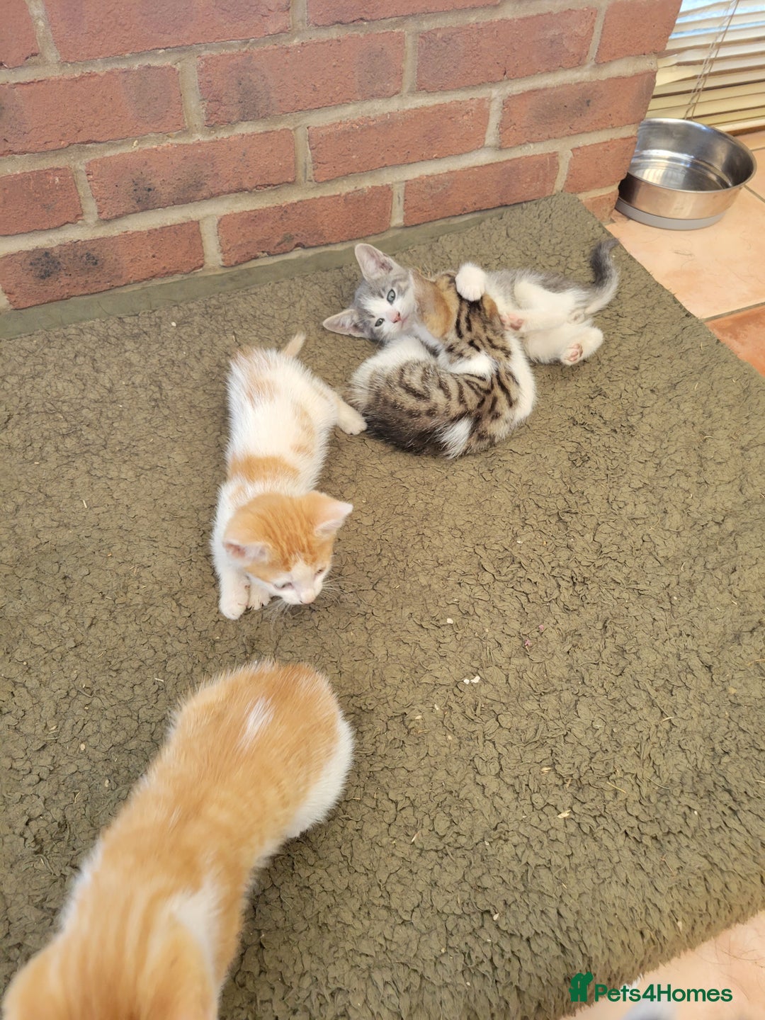 Domestic Shorthair cats for sale: Female kittens - Image 7