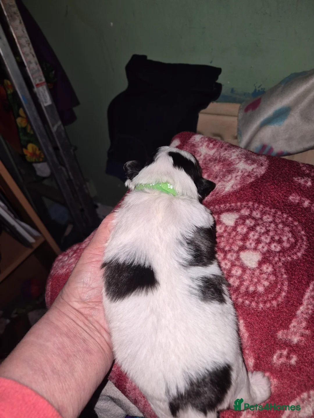 Malshi dogs for sale: 2 female malshi pups  - Advert 8