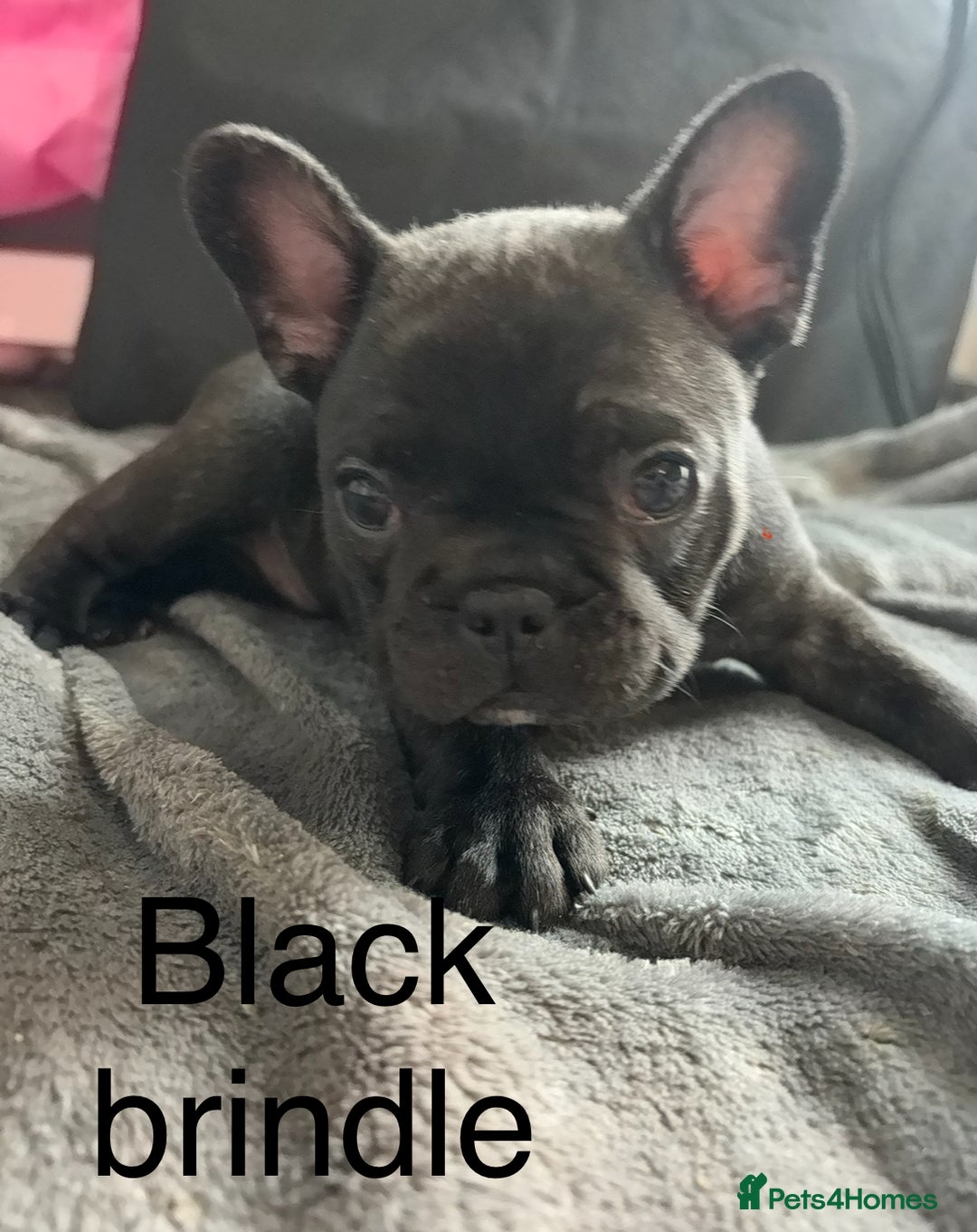 French Bulldog dogs for sale:  French bulldogs  - Image 4