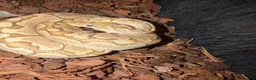 Python Snake reptiles for sale: Royal python snake  - Advert 2