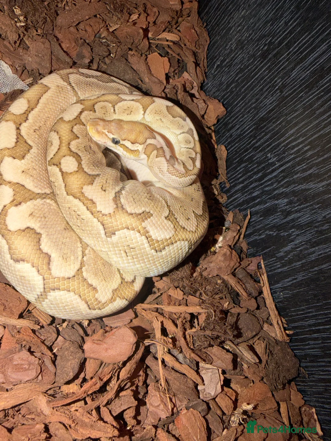 Python Snake reptiles for sale: Royal python snake  - Advert 2