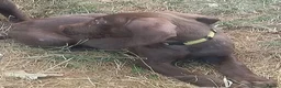 Mixed Breed dogs for sale: READY NOW  - Weimaraner x Vizsla - Advert 2
