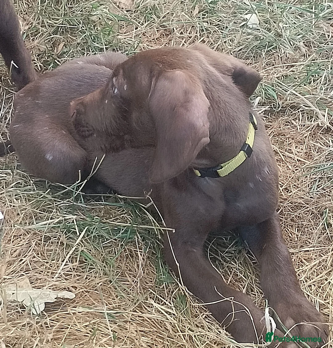 Mixed Breed dogs for sale: READY NOW  - Weimaraner x Vizsla - Advert 2