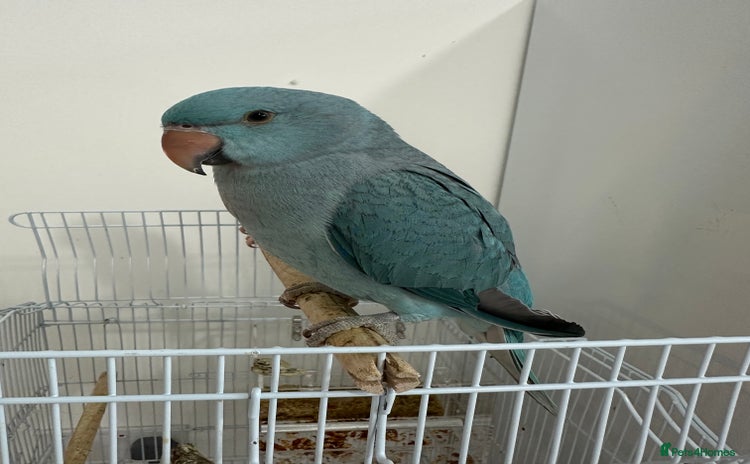 Ringnecks birds - Advert 10