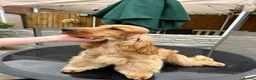 Cocker Spaniel dogs for sale: Gold Cocker Spaniel - Advert 3