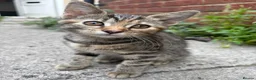 Mixed Breed cats for sale: Beautiful kittens  - Advert 6