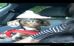 Miniature Dachshund dogs for sale: Beautiful Chocolate dapple boy  - Image 4