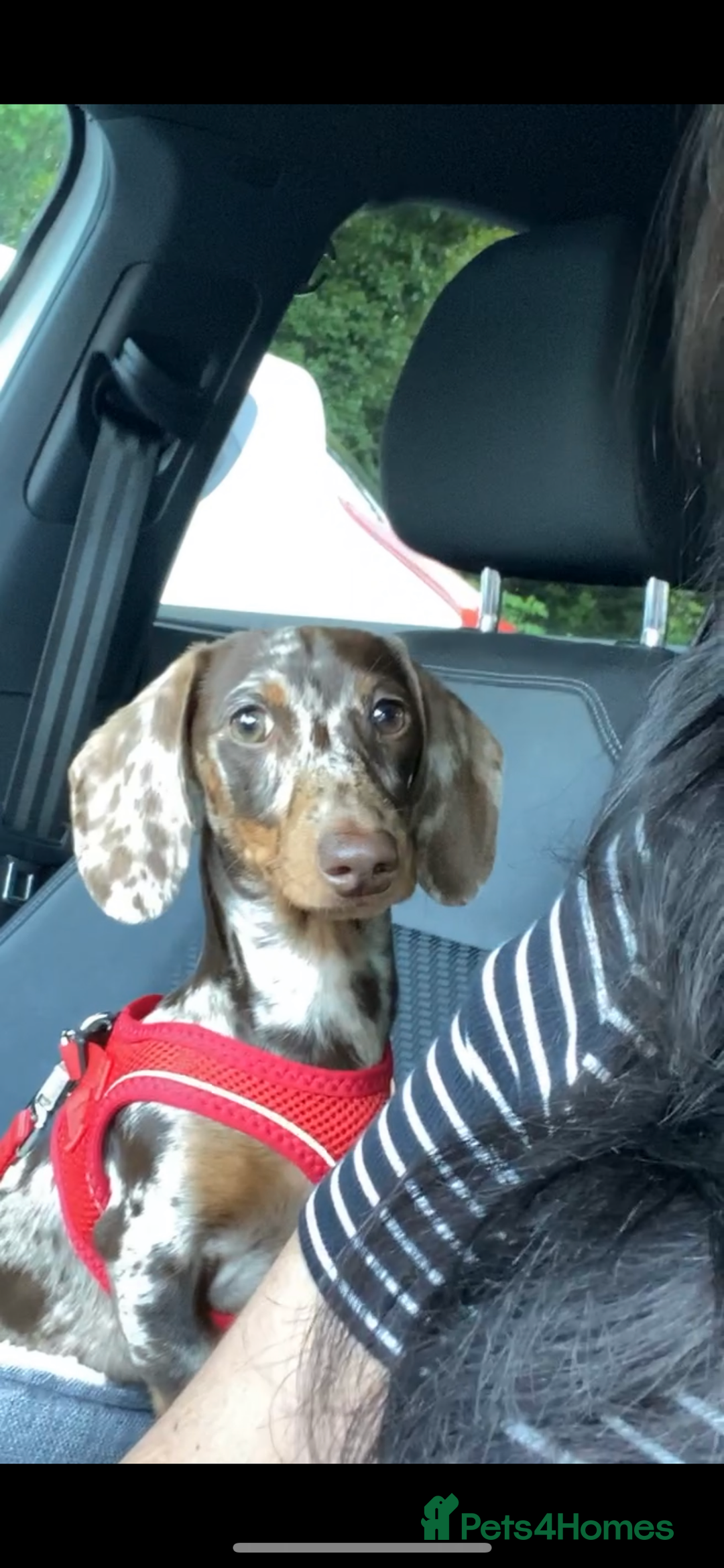 Miniature Dachshund dogs for sale: Beautiful Chocolate dapple boy  - Image 4