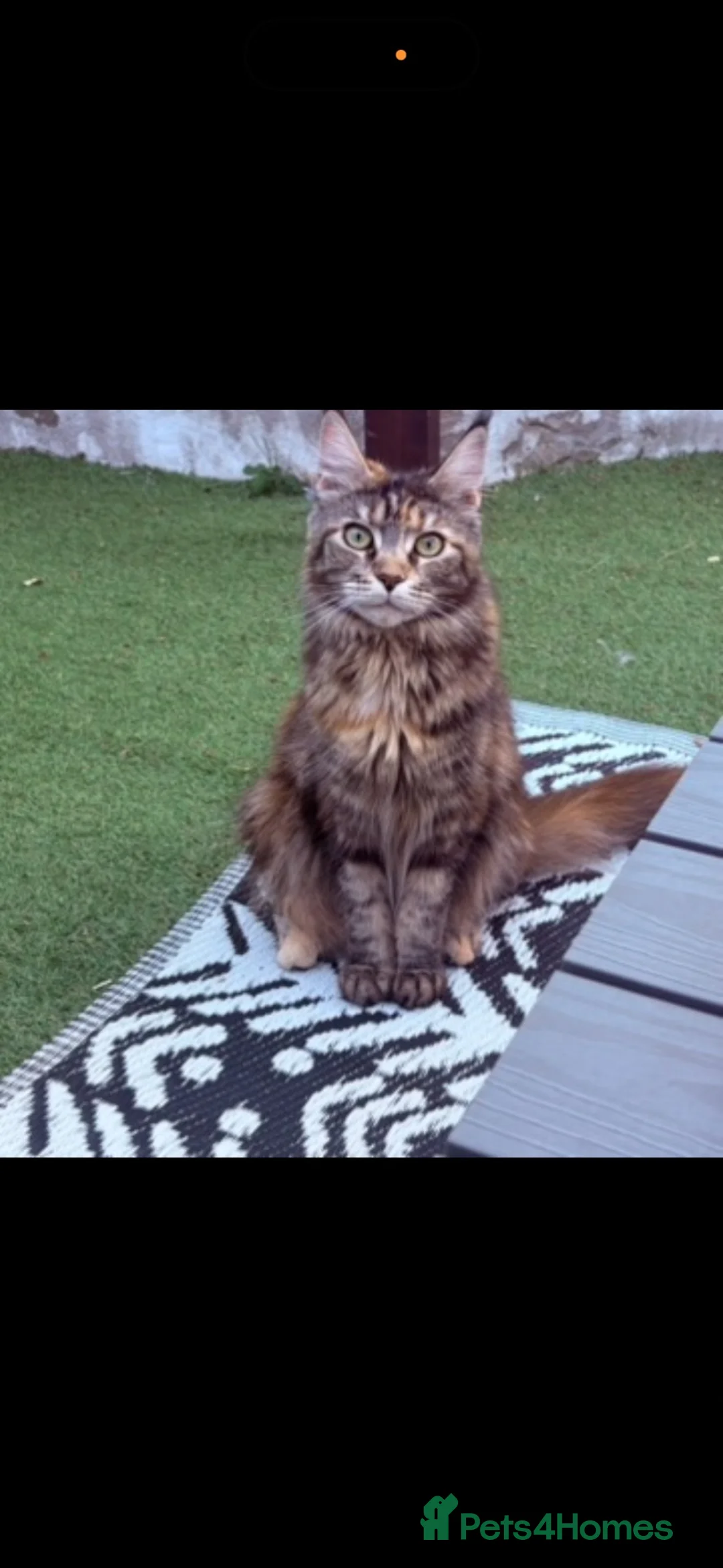 Maine Coon cats for sale: TICA registered Mainecoon kittens - Advert 2