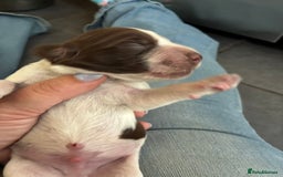Cocker Spaniel dogs for sale: Beautiful, family cocker spaniels available - Image 7