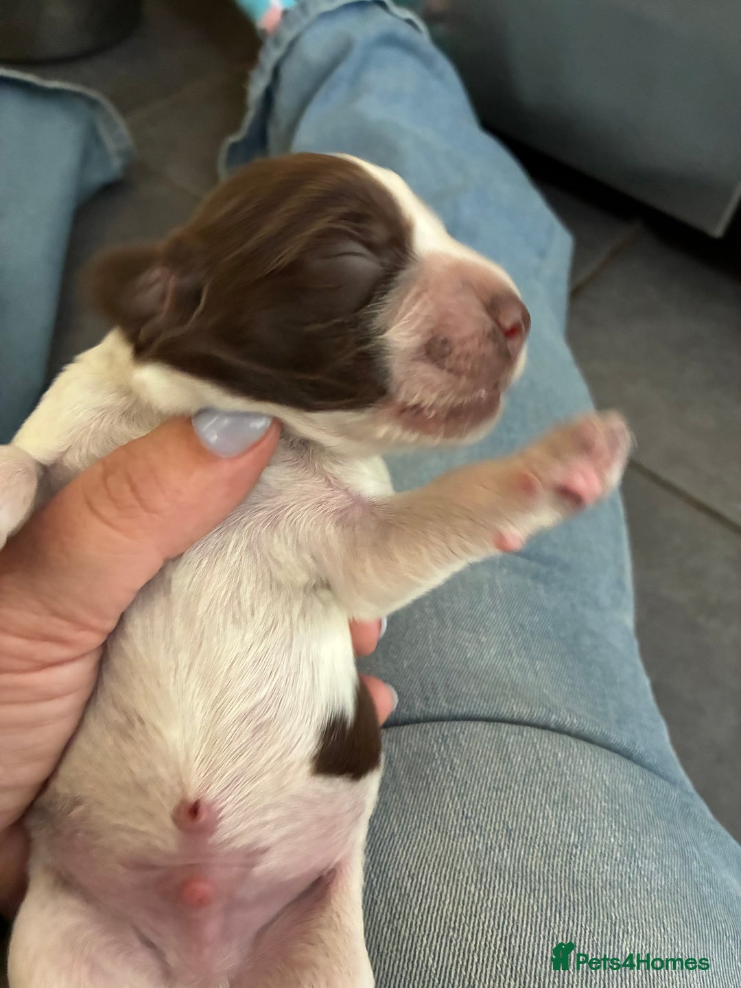 Cocker Spaniel dogs for sale: Beautiful, family cocker spaniels available - Image 7