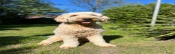 Goldendoodle dogs for stud: StandardGoldendoodle Stud–Intelligent,Non-Shedding in Loughborough - Advert 3