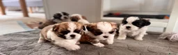 Malshi dogs for sale: 🐾❤️ ADORABLE MALSHI PUPPIES! ❤️🐾 - Advert 9