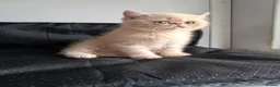 Exotic cats for sale: Domel - Advert 5