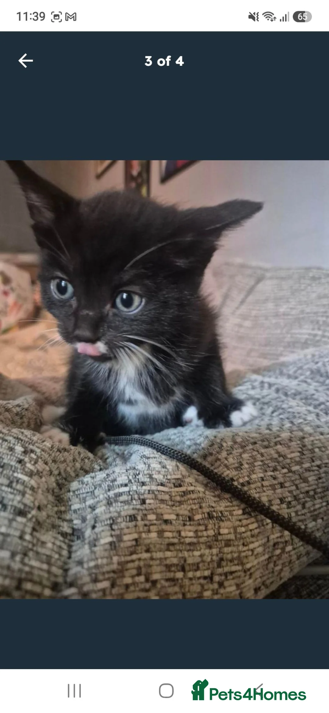 Mixed Breed cats for sale: 2 girl kittens  in Portsmouth - Advert 2