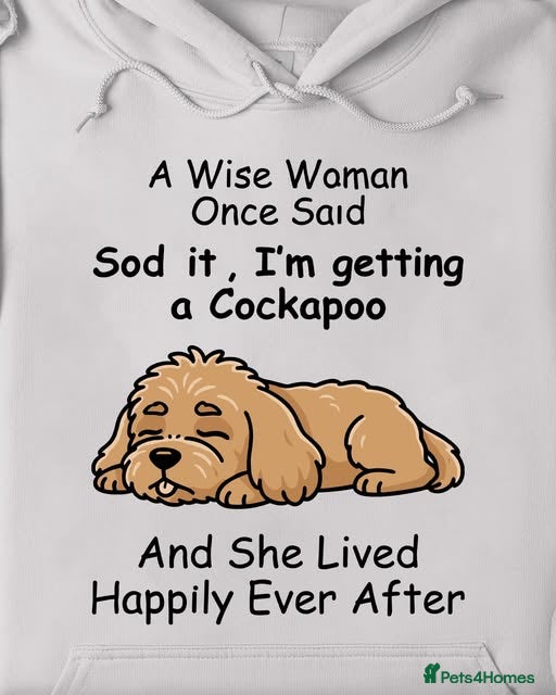 Cockapoo dogs F1 Golden Sable Cockapoo 5 star health tested  - Advert 11