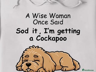 Cockapoo dogs F1 Golden Sable Cockapoo 5 star health tested - Advert 11