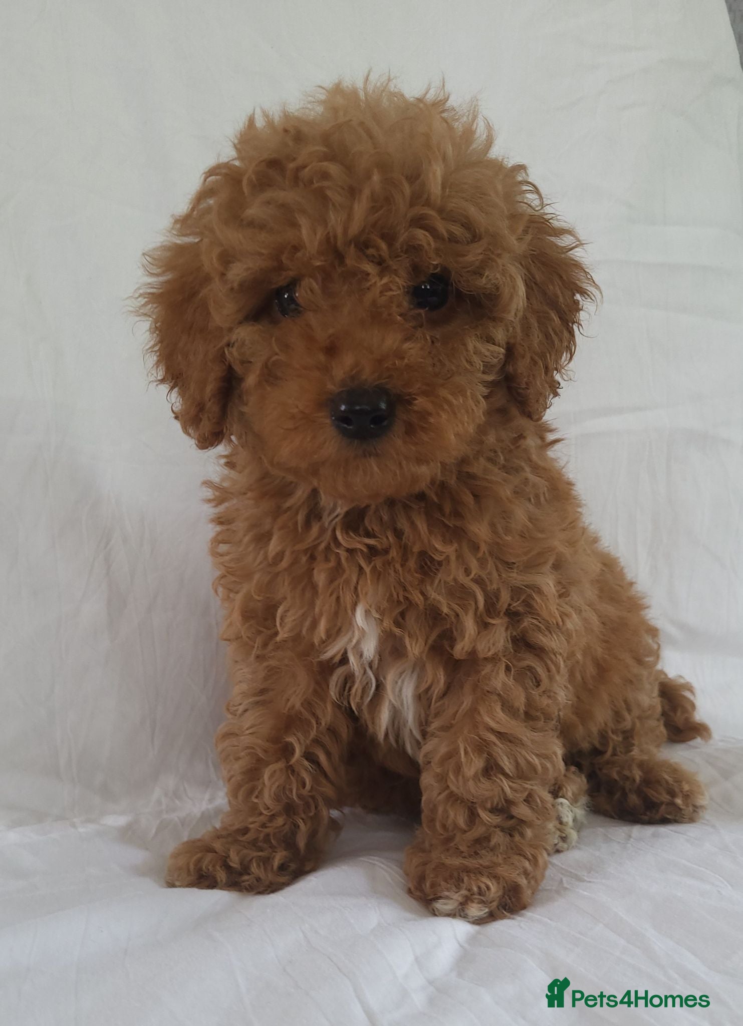 Miniature Poodle dogs Maltpoo puppies 5 🌟 licence breeder  - Advert 1