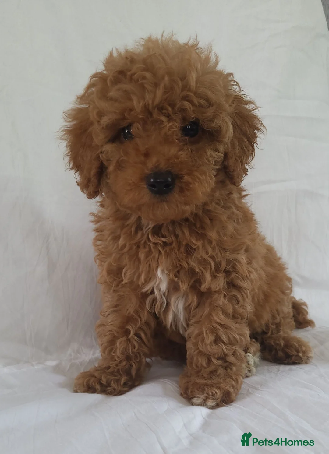 Maltipoo dogs for sale: Maltpoo puppies 5 🌟 licence breeder  - Advert 1